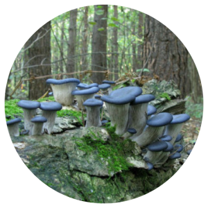 Blue Oyster