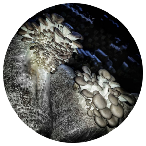 Brown Oyster