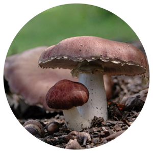 Wine Cap