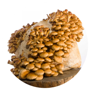 Nameko