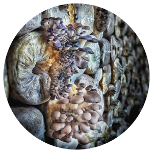 Grey Oyster
