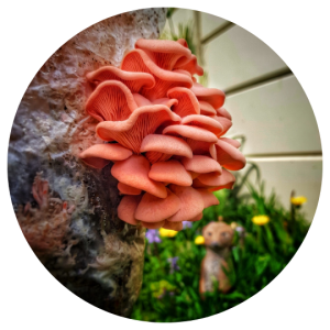 Pink Oyster