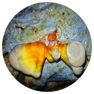 Reishi