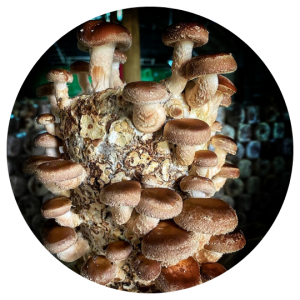 Shiitake