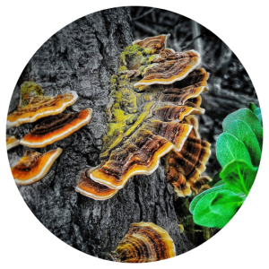 Turkey Tail