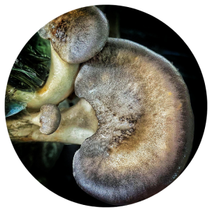 Black Abalone