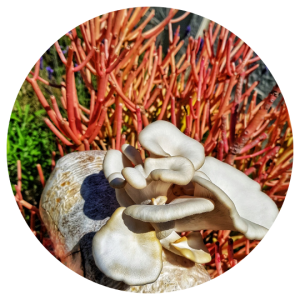 White Oyster