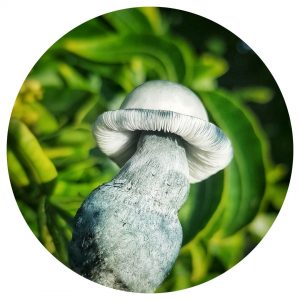 Albino Penis Envy