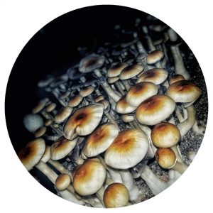 Golden Teacher