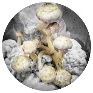 Leucistic A+