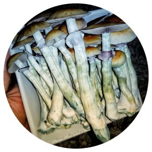 Mexican (Oaxaca)