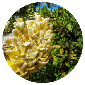 Golden Oyster