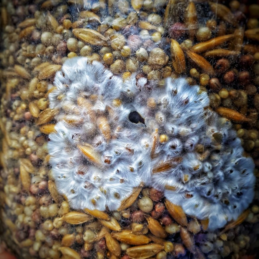 Pre-Order Grain Spawn