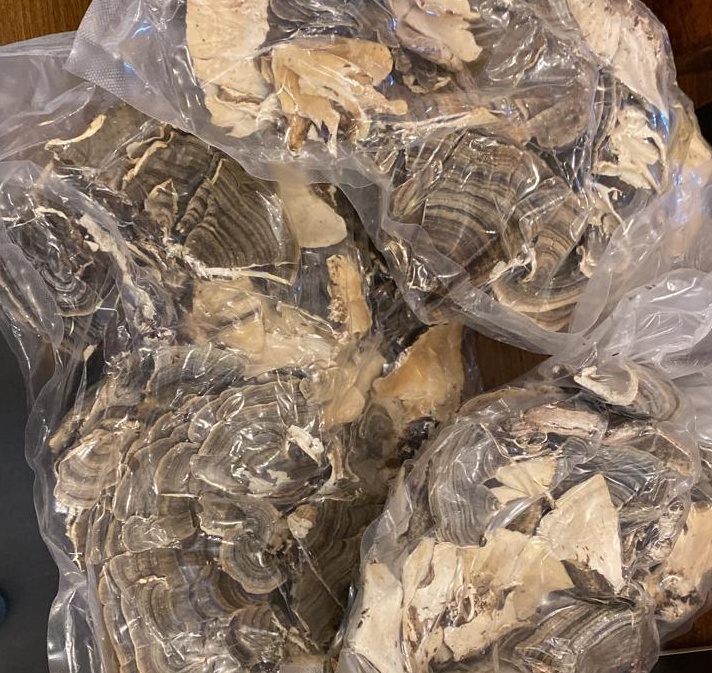 Dried Turkey Tail - Locally Harvested (KZN strain) - Image 3