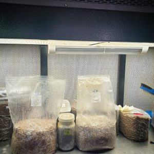 Pre-order. Exotic Gourmet mushroom sawdust spawn - 2kg. Lab grade quality