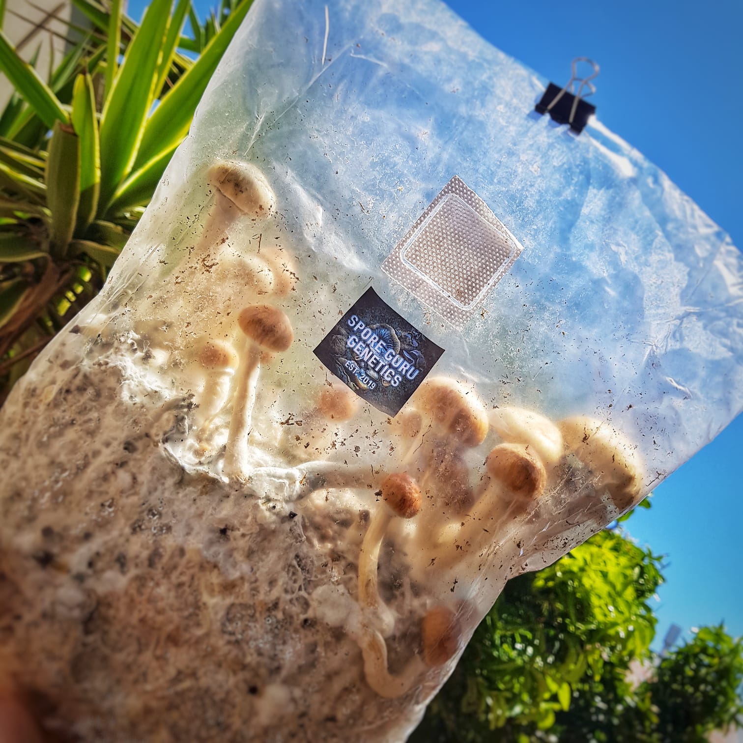 AIO (All-In-One) Grow-in-a-bag kit. - Image 3