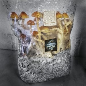 AIO Grow-in-a-bag-kit
